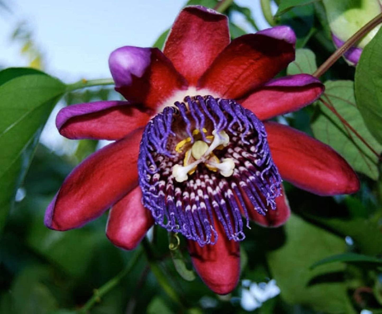Passiflora X Assorted - View 2 from www redcrocus com