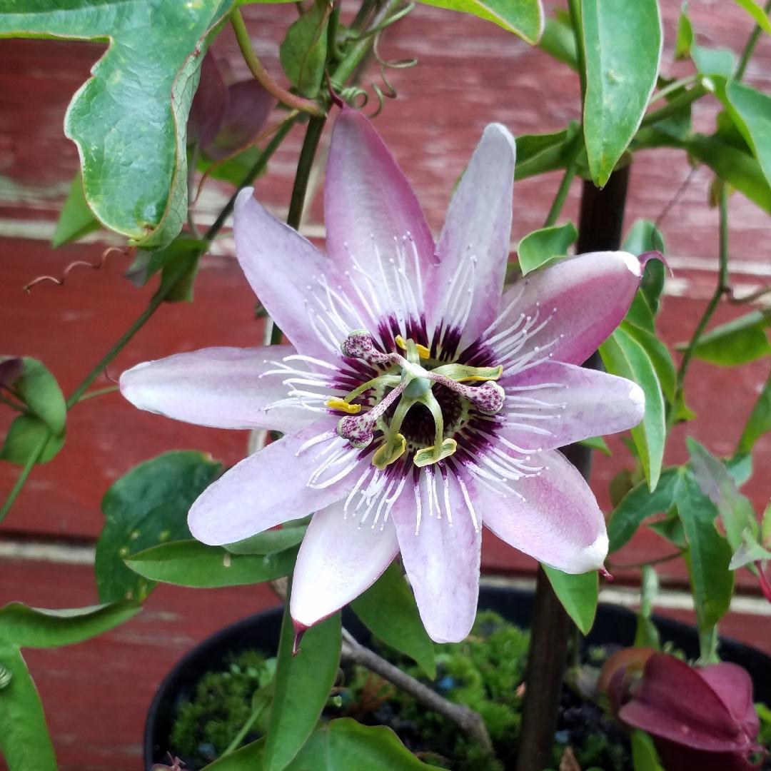 Passiflora X Assorted - View 4 from www redcrocus com