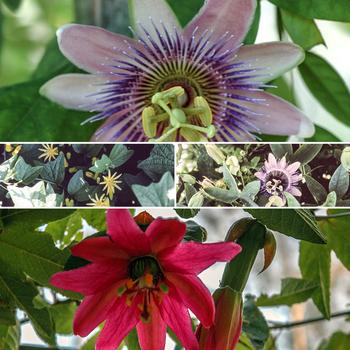 Passiflora X Assorted - View 5 from www redcrocus com