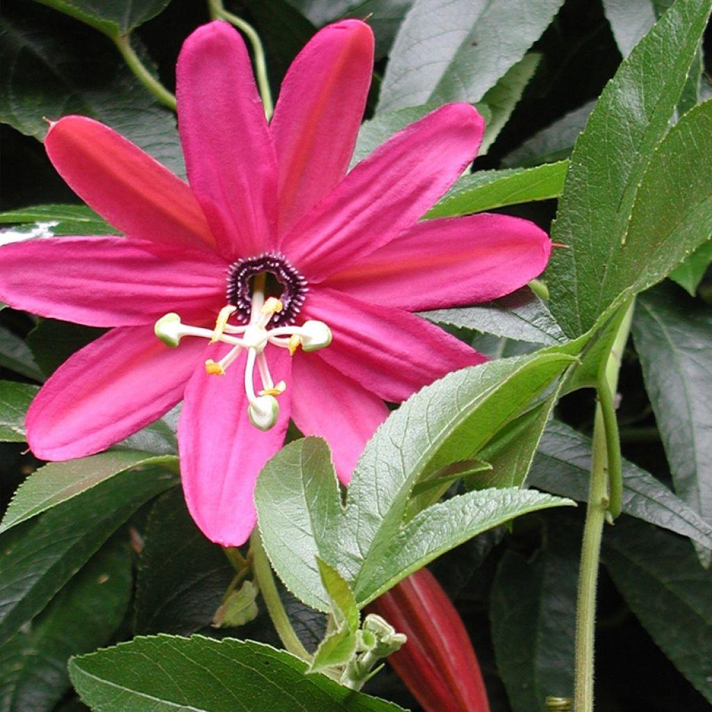 Passiflora X Assorted - View 7 from www redcrocus com