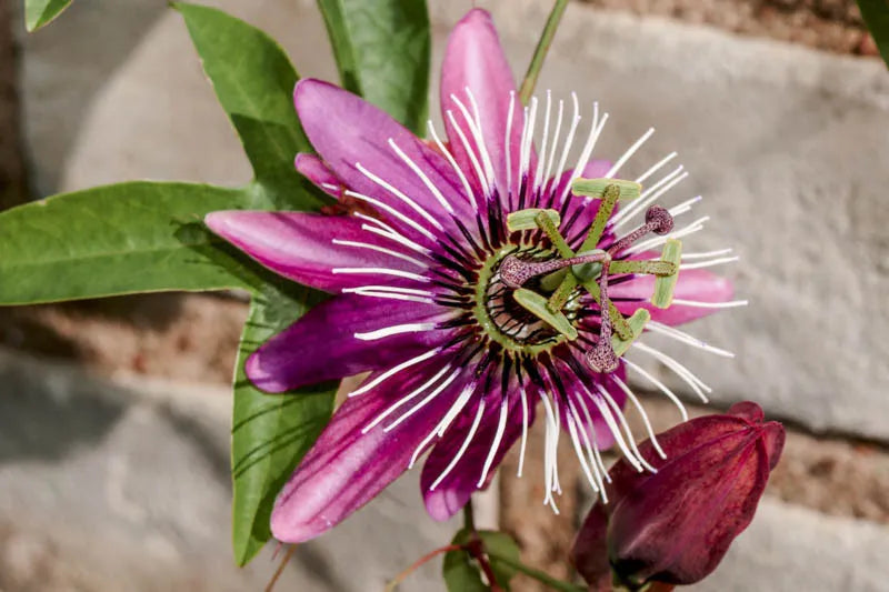 Passiflora X Assorted - View 8 from www redcrocus com