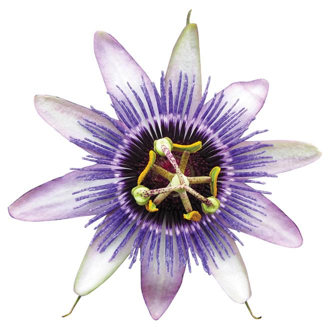 Passiflora X Assorted - View 8 from www redcrocus com