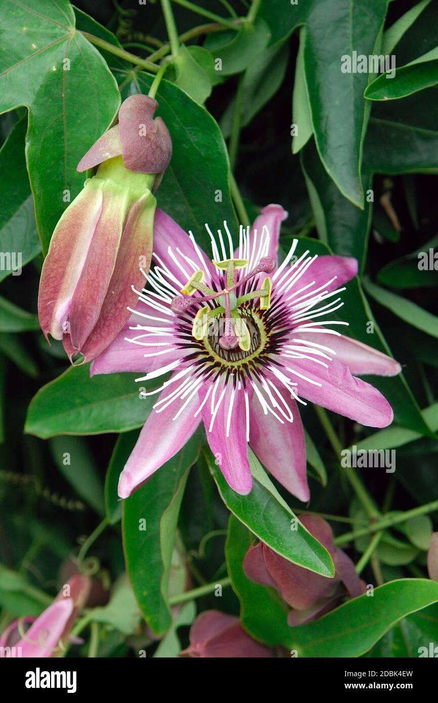 Passiflora X Assorted - View 9 from www redcrocus com