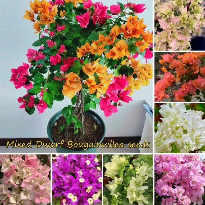 Bougainvillea Assorted Standard - View 11 from www redcrocus com
