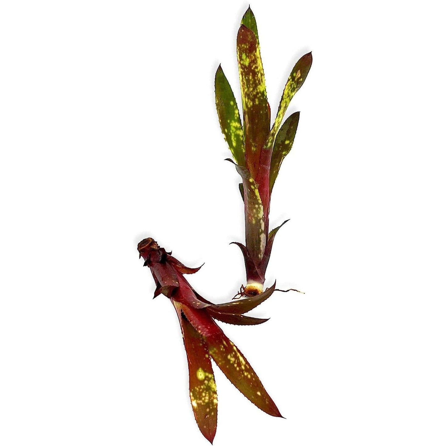 Bromeliad Large Size Bare Root Assorted - View 14 from www redcrocus com