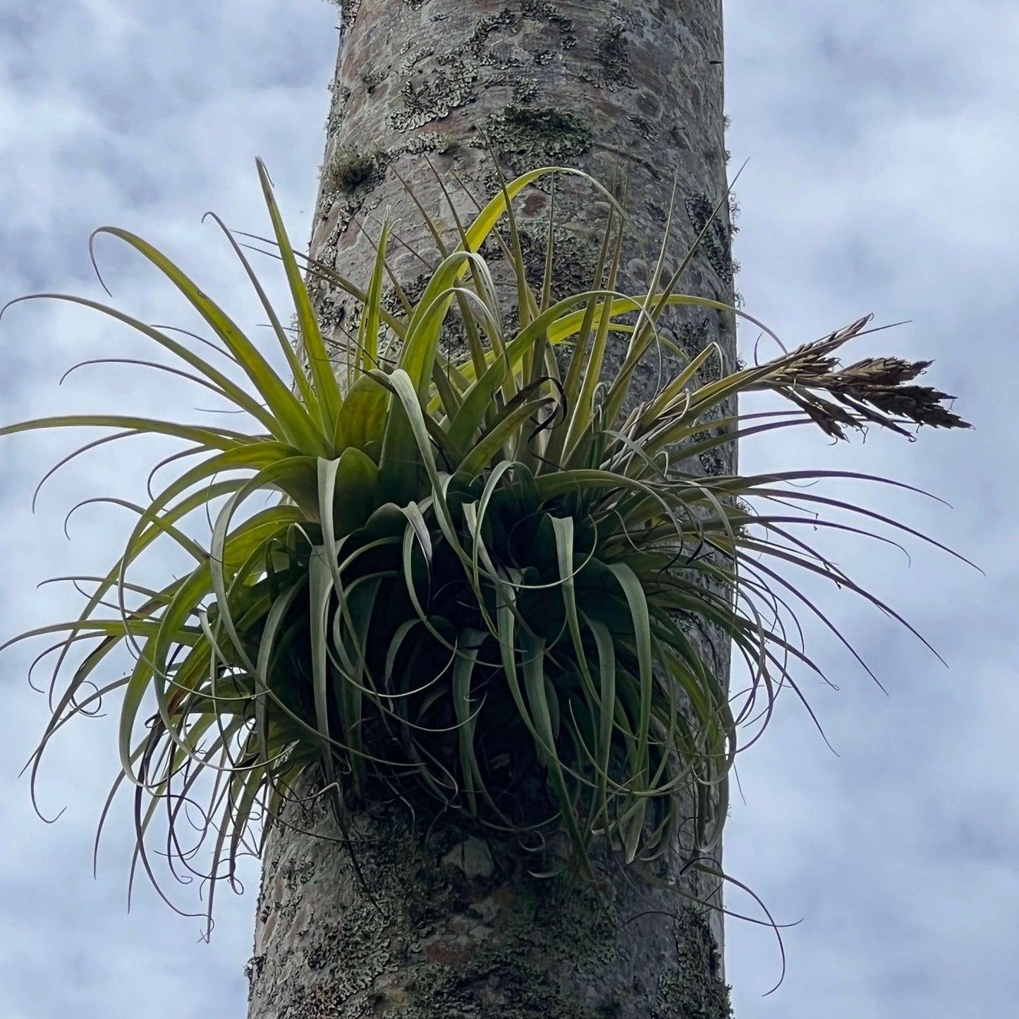 Bromeliad Large Size Bare Root Assorted - View 2 from www redcrocus com