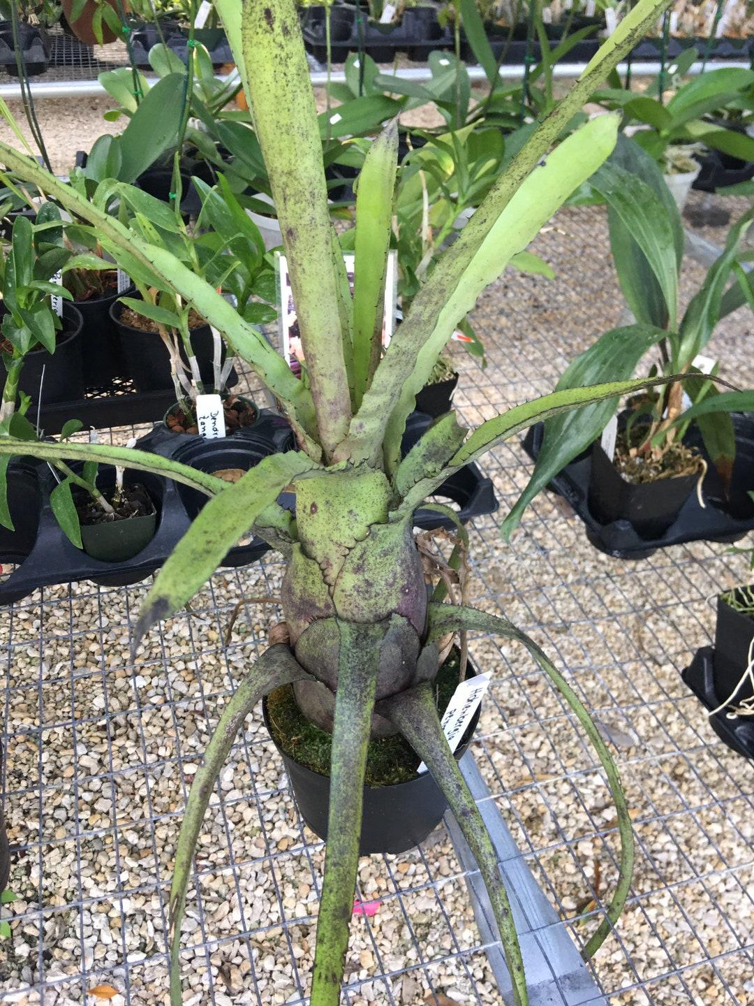 Bromeliad Large Size Bare Root Assorted - View 5 from www redcrocus com