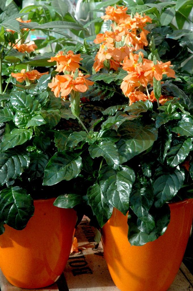 Crossandra Assorted - View 16 from www redcrocus com
