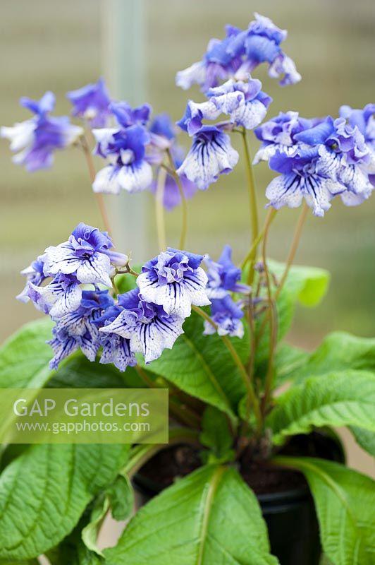 Streptocarpus, Blue - View 9 from www redcrocus com