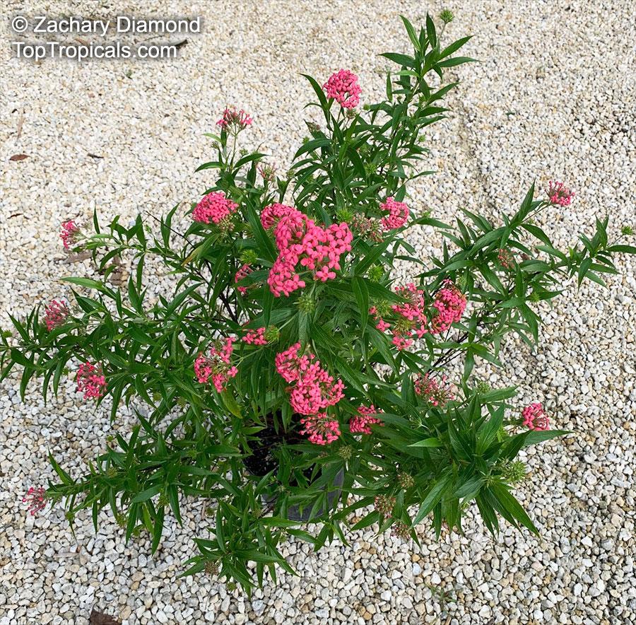 Rondeletia Leucophylla Panama Rose Red Standard - View 13 from www redcrocus com