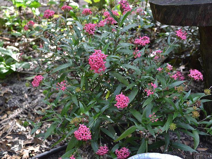 Rondeletia Leucophylla Panama Rose Red Standard - View 14 from www redcrocus com