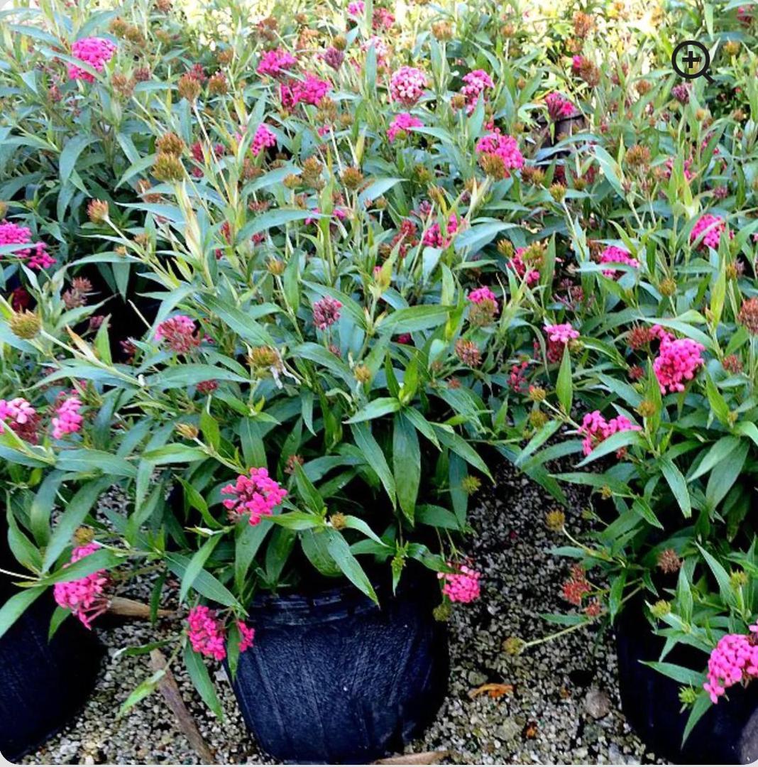 Rondeletia Leucophylla Panama Rose Red Standard - View 15 from www redcrocus com