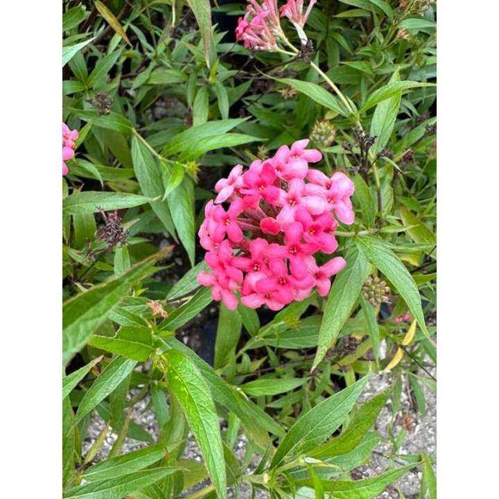 Rondeletia Leucophylla Panama Rose Red Standard - View 16 from www redcrocus com