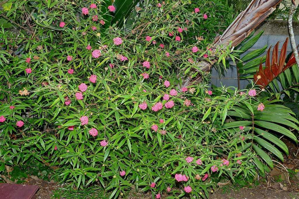 Rondeletia Leucophylla Panama Rose Red Standard - View 17 from www redcrocus com
