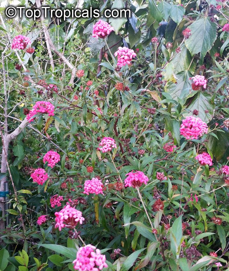 Rondeletia Leucophylla Panama Rose Red Standard - View 18 from www redcrocus com