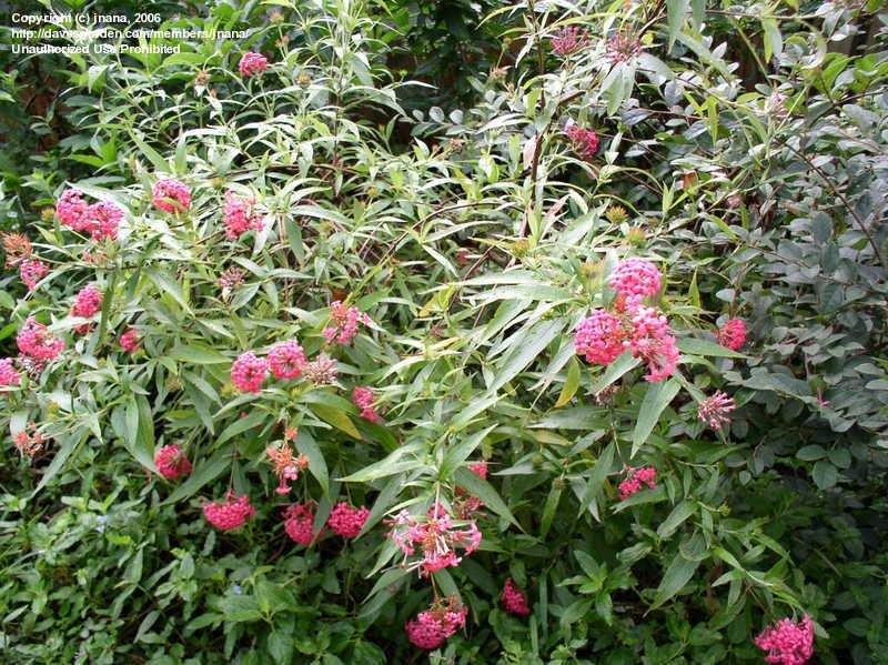 Rondeletia Leucophylla Panama Rose Red Standard - View 19 from www redcrocus com