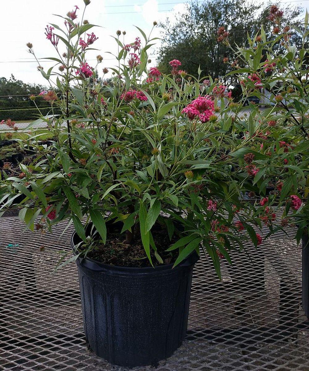 Rondeletia Leucophylla Panama Rose Red Standard - View 2 from www redcrocus com