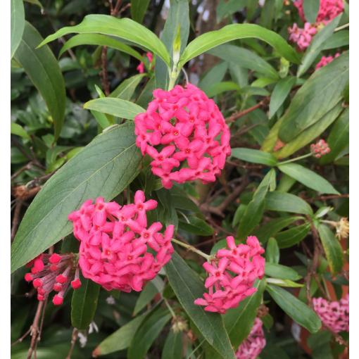 Rondeletia Leucophylla Panama Rose Red Standard - View 6 from www redcrocus com