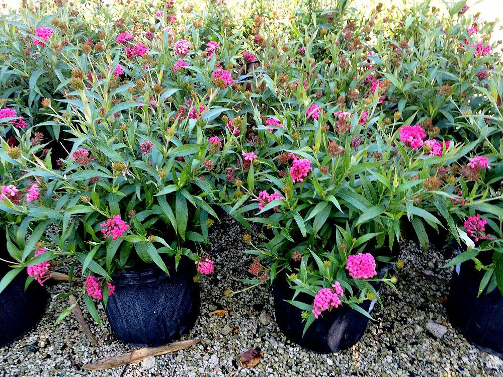Rondeletia Leucophylla Panama Rose Red Standard - View 8 from www redcrocus com