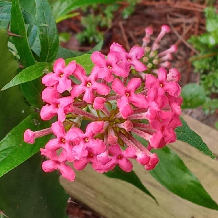 Rondeletia Leucophylla Panama Rose Red Standard - View 9 from www redcrocus com