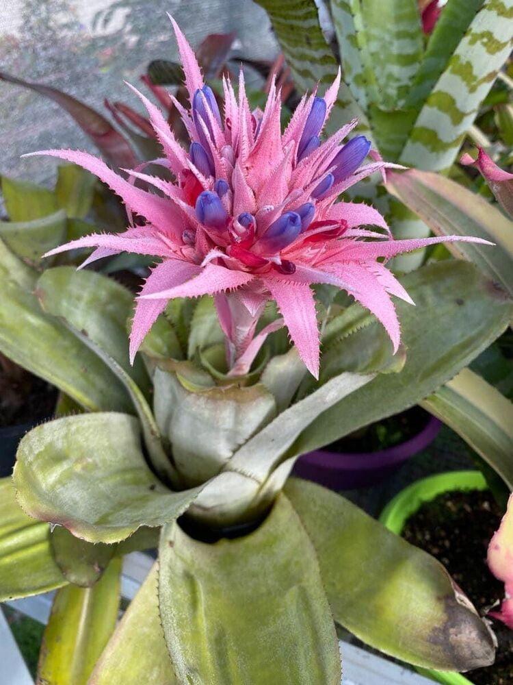 Bromeliad Aechmea Assorted - View 11 from www redcrocus com