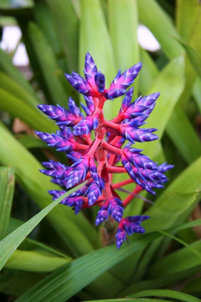 Bromeliad Aechmea Assorted - View 12 from www redcrocus com