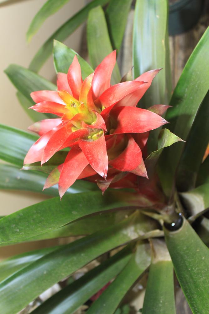 Bromeliad Aechmea Assorted - View 14 from www redcrocus com