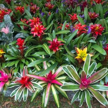 Bromeliad Aechmea Assorted - View 15 from www redcrocus com
