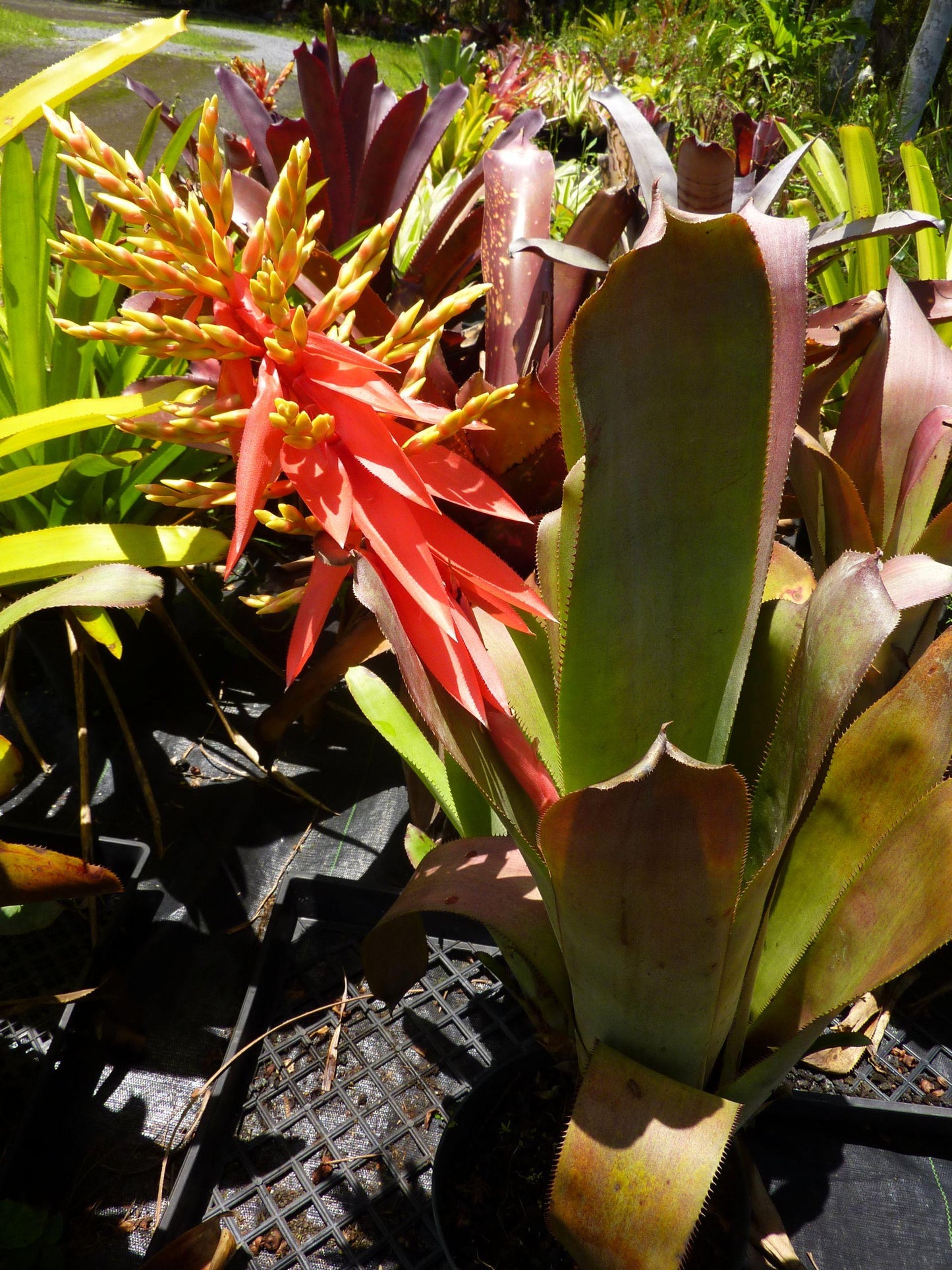 Bromeliad Aechmea Assorted - View 2 from www redcrocus com