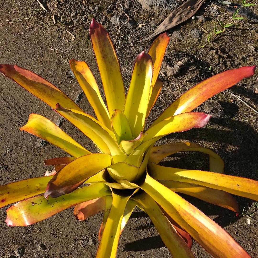Bromeliad Aechmea Assorted - View 3 from www redcrocus com