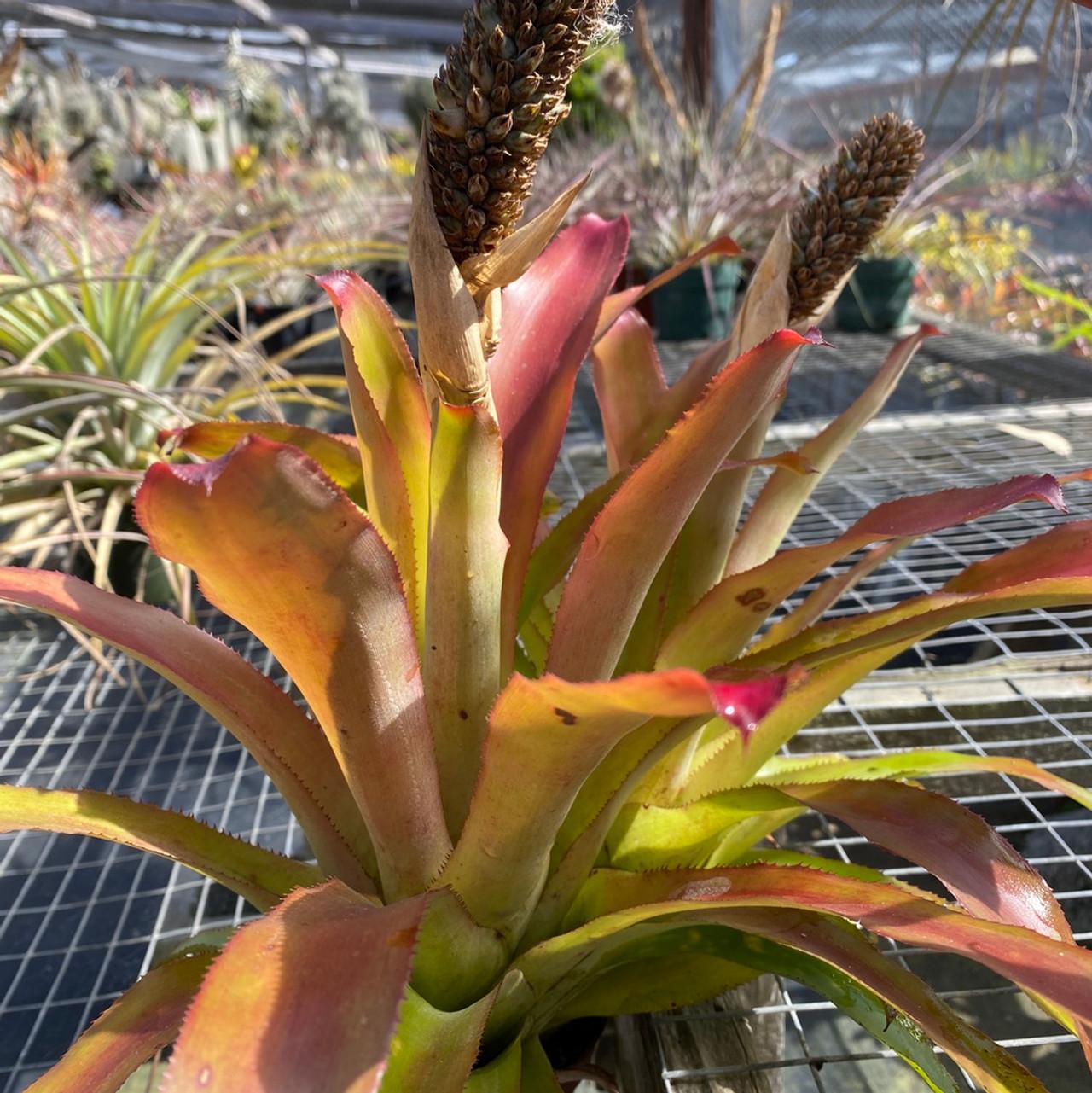 Bromeliad Aechmea Assorted - View 4 from www redcrocus com