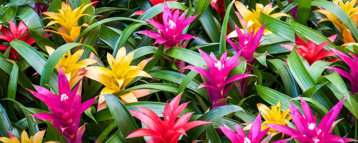 Bromeliad Aechmea Assorted - View 5 from www redcrocus com