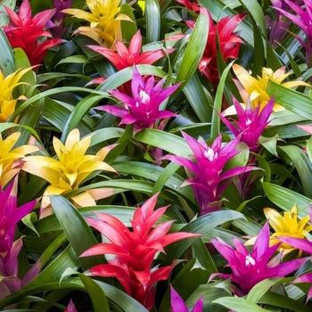 Bromeliad Aechmea Assorted - View 6 from www redcrocus com