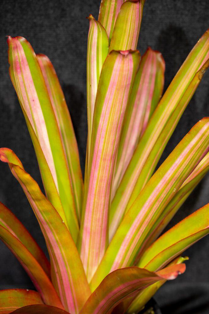 Bromeliad Aechmea Assorted - View 7 from www redcrocus com