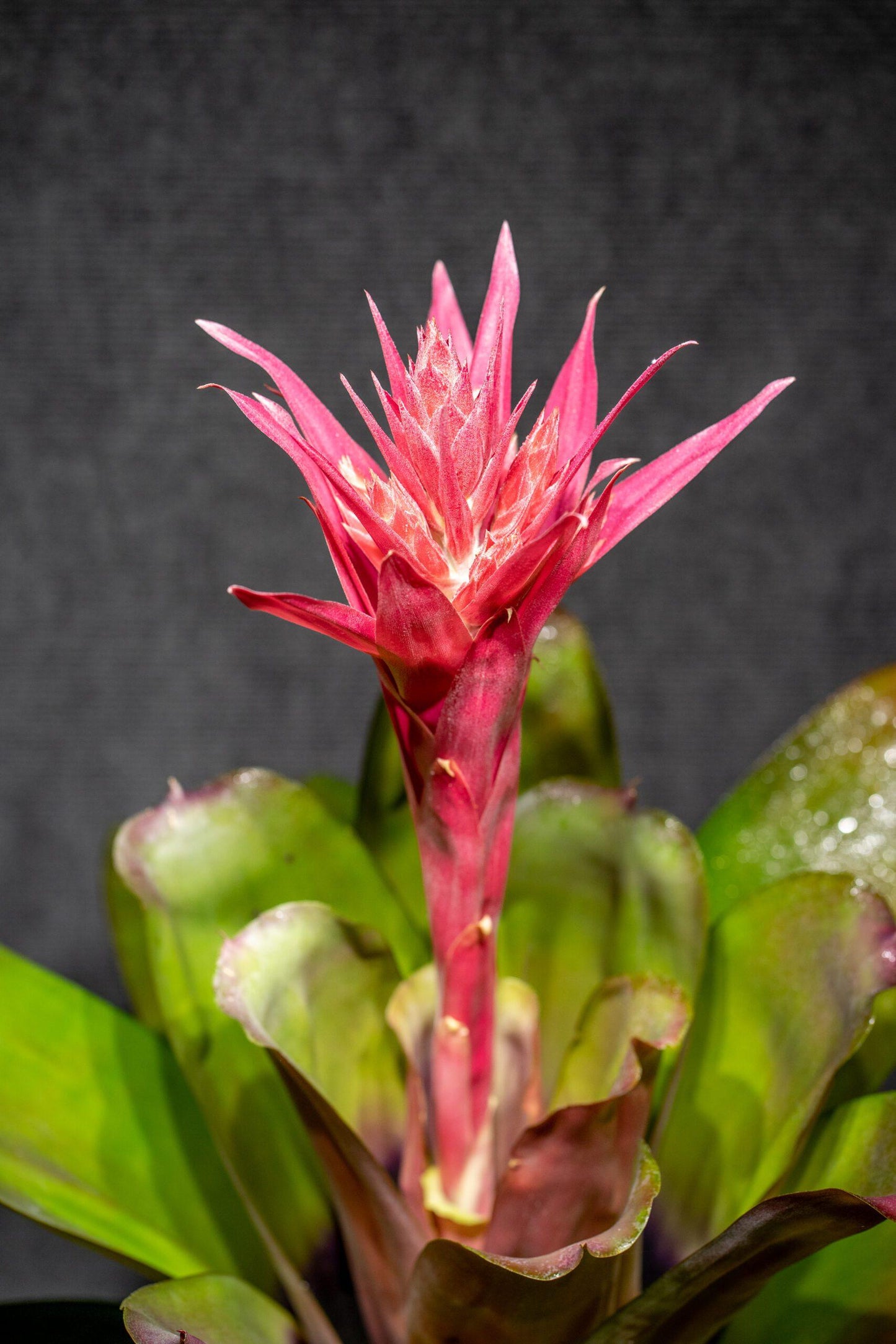 Bromeliad Aechmea Assorted - View 8 from www redcrocus com