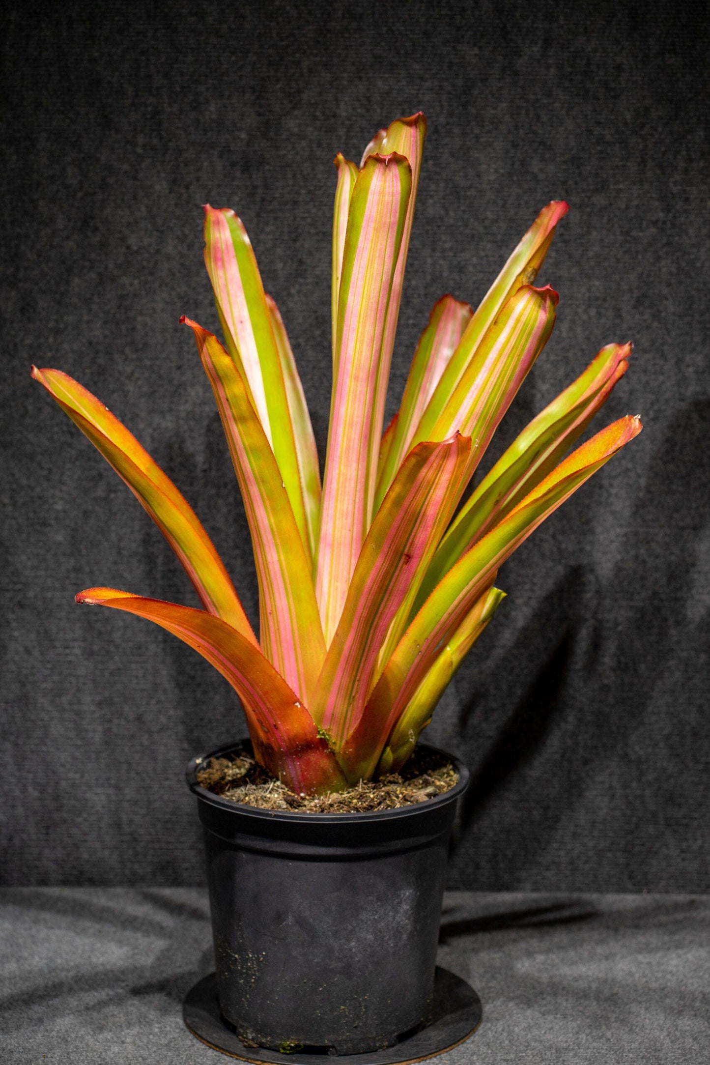 Bromeliad Aechmea Assorted - View 9 from www redcrocus com