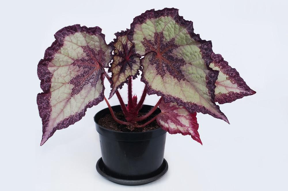 Begonia, Rex - View 11 from www redcrocus com