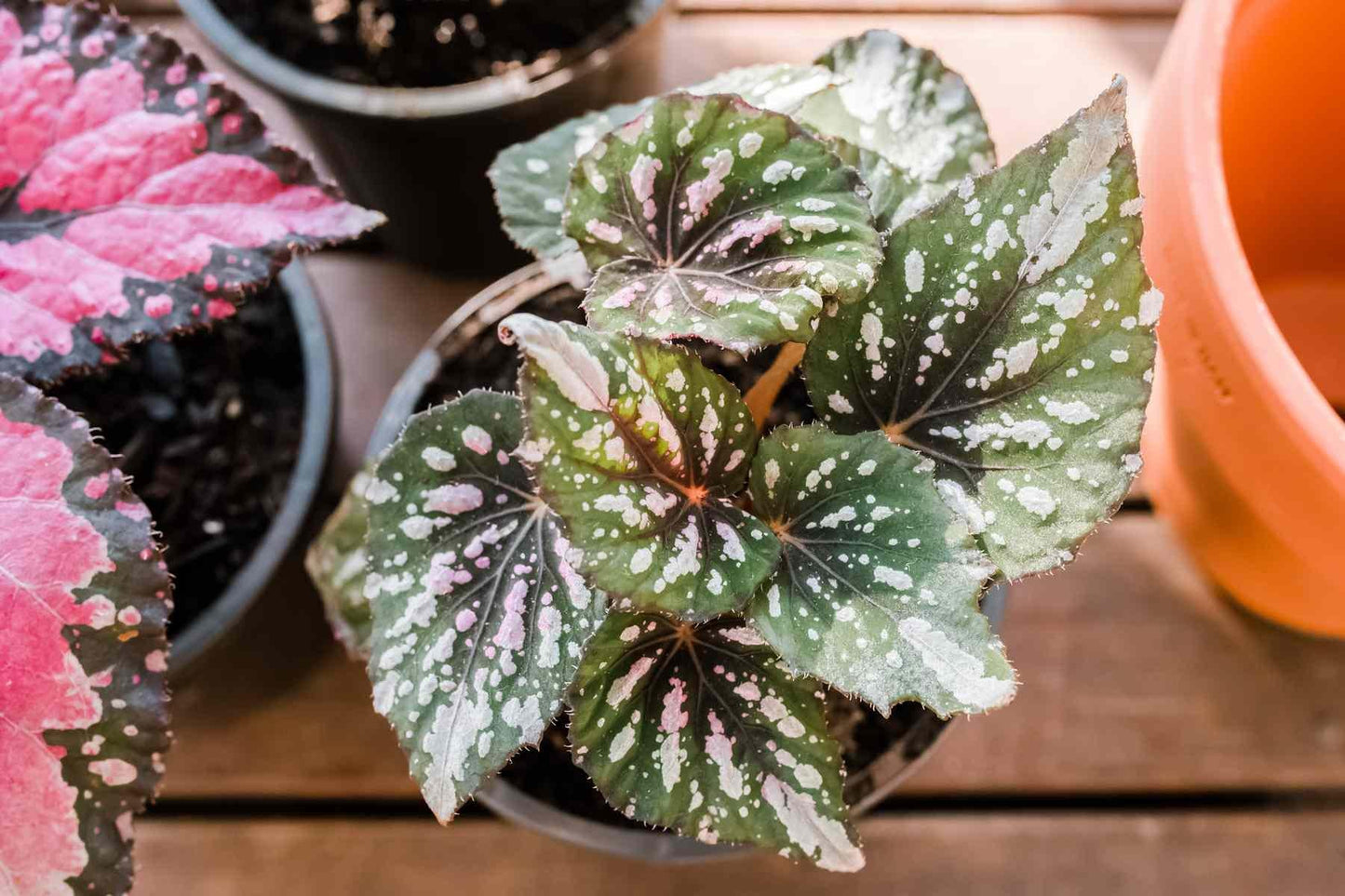Begonia, Rex - View 14 from www redcrocus com