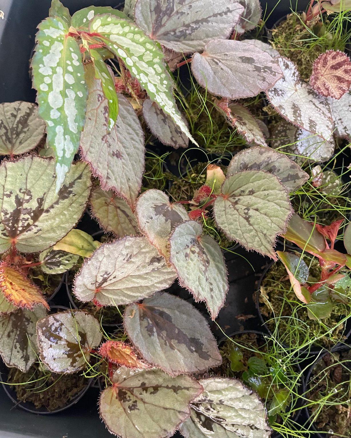 Begonia, Rex - View 20 from www redcrocus com