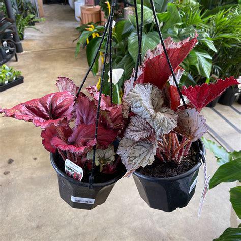 Begonia, Rex - View 2 from www redcrocus com