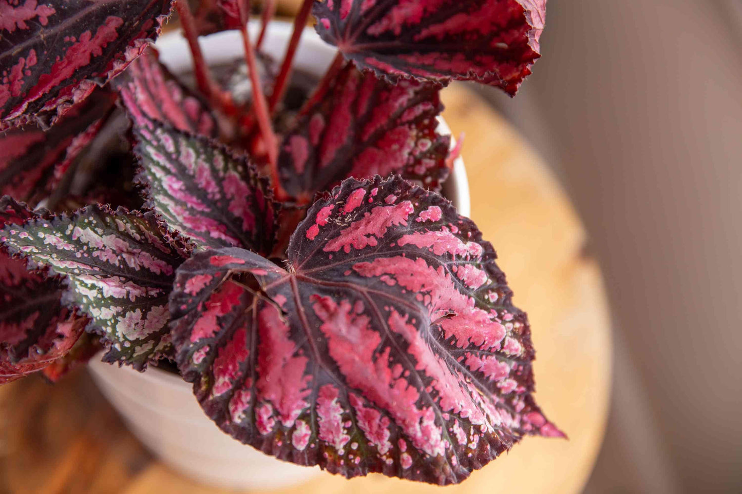 Begonia, Rex - View 6 from www redcrocus com