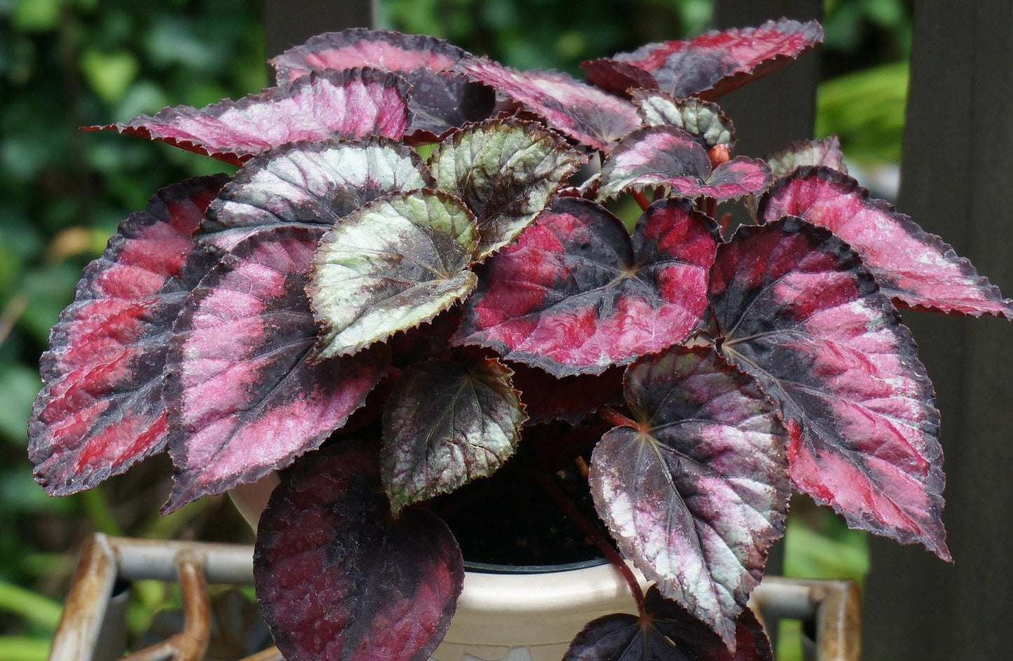 Begonia, Rex - View 7 from www redcrocus com