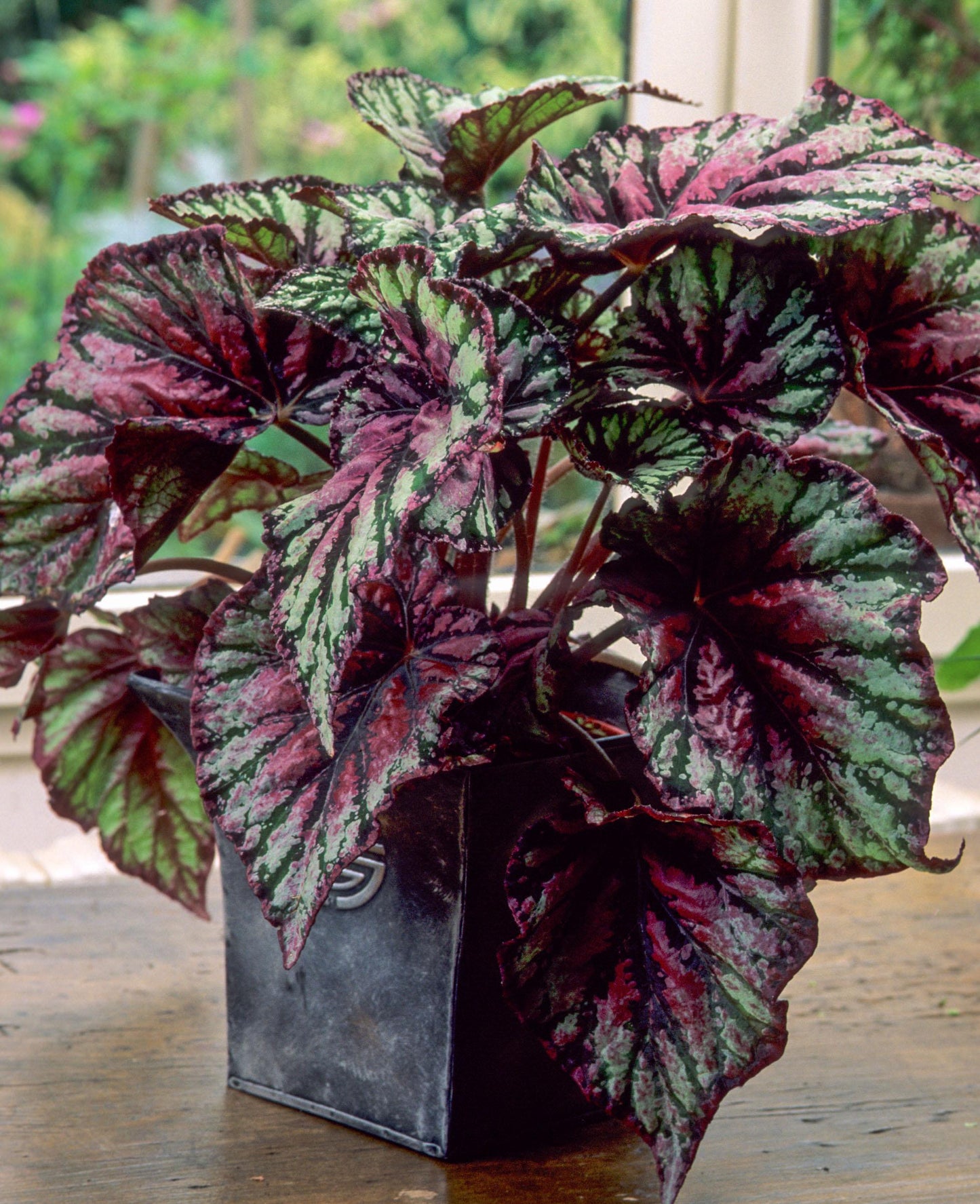 Begonia, Rex - View 8 from www redcrocus com