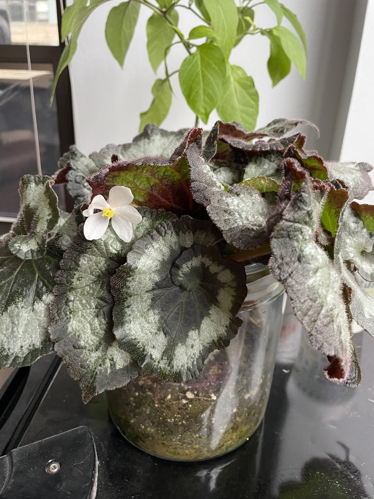 Begonia Rex - View 10 from www redcrocus com