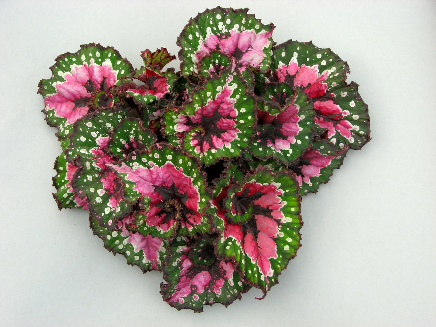 Begonia Rex - View 13 from www redcrocus com