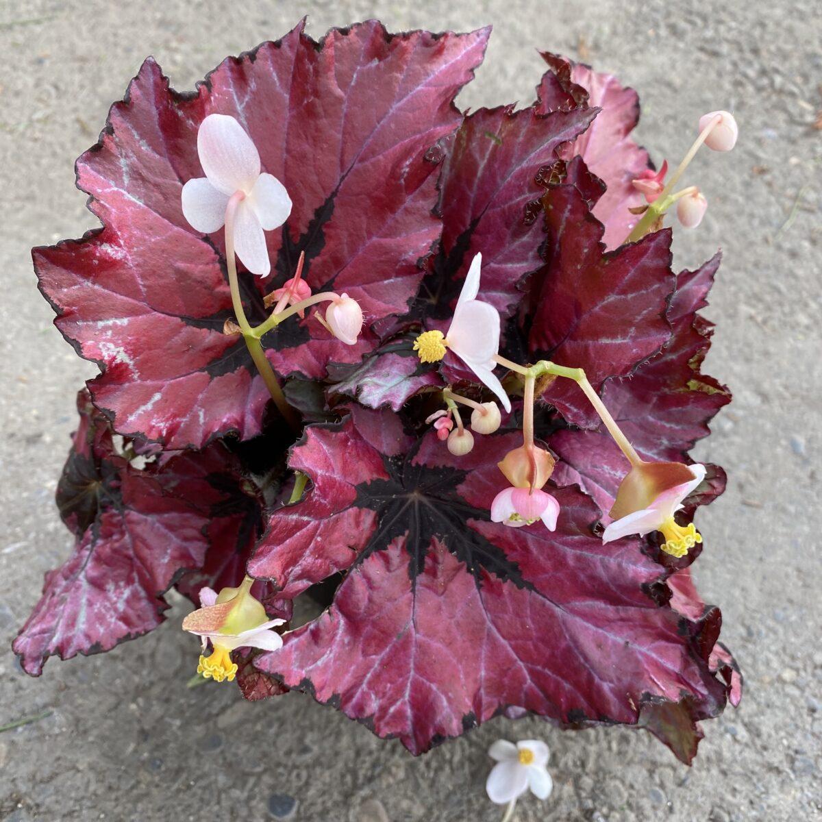 Begonia Rex - View 14 from www redcrocus com