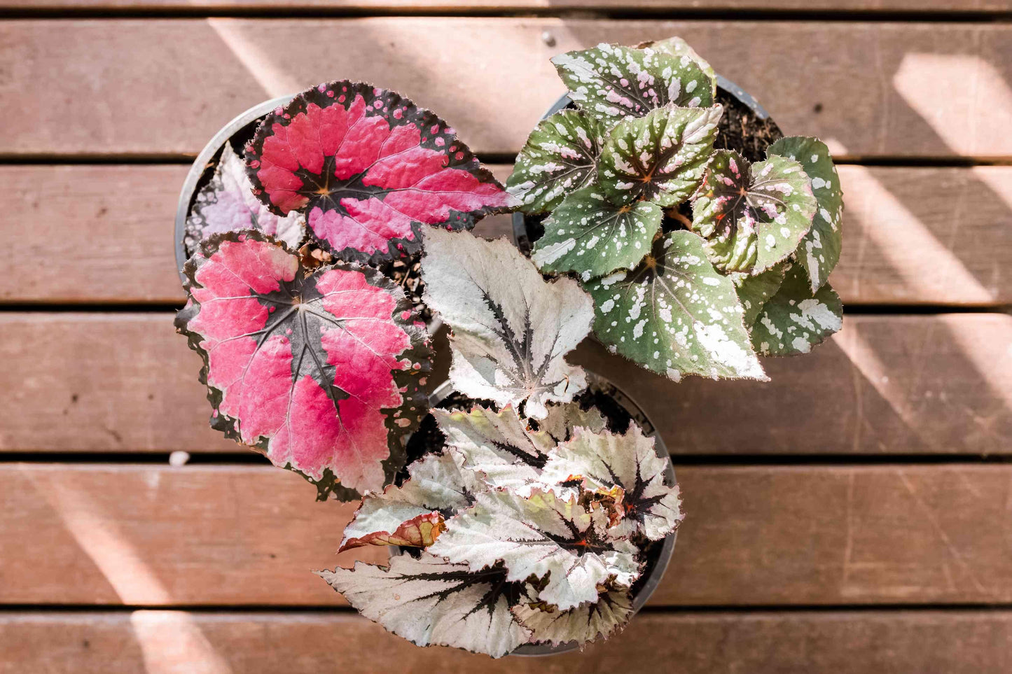 Begonia Rex - View 15 from www redcrocus com