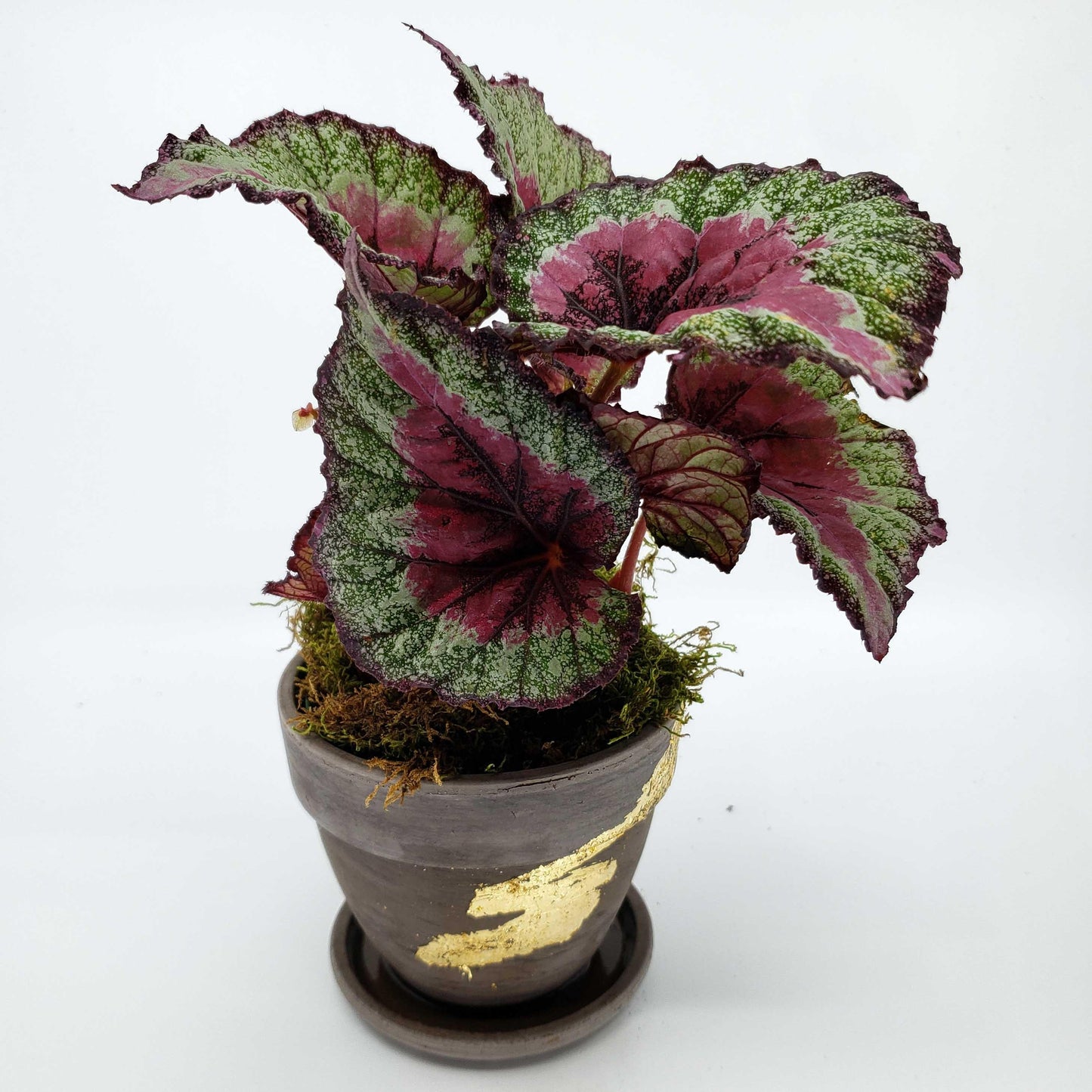 Begonia Rex - View 19 from www redcrocus com