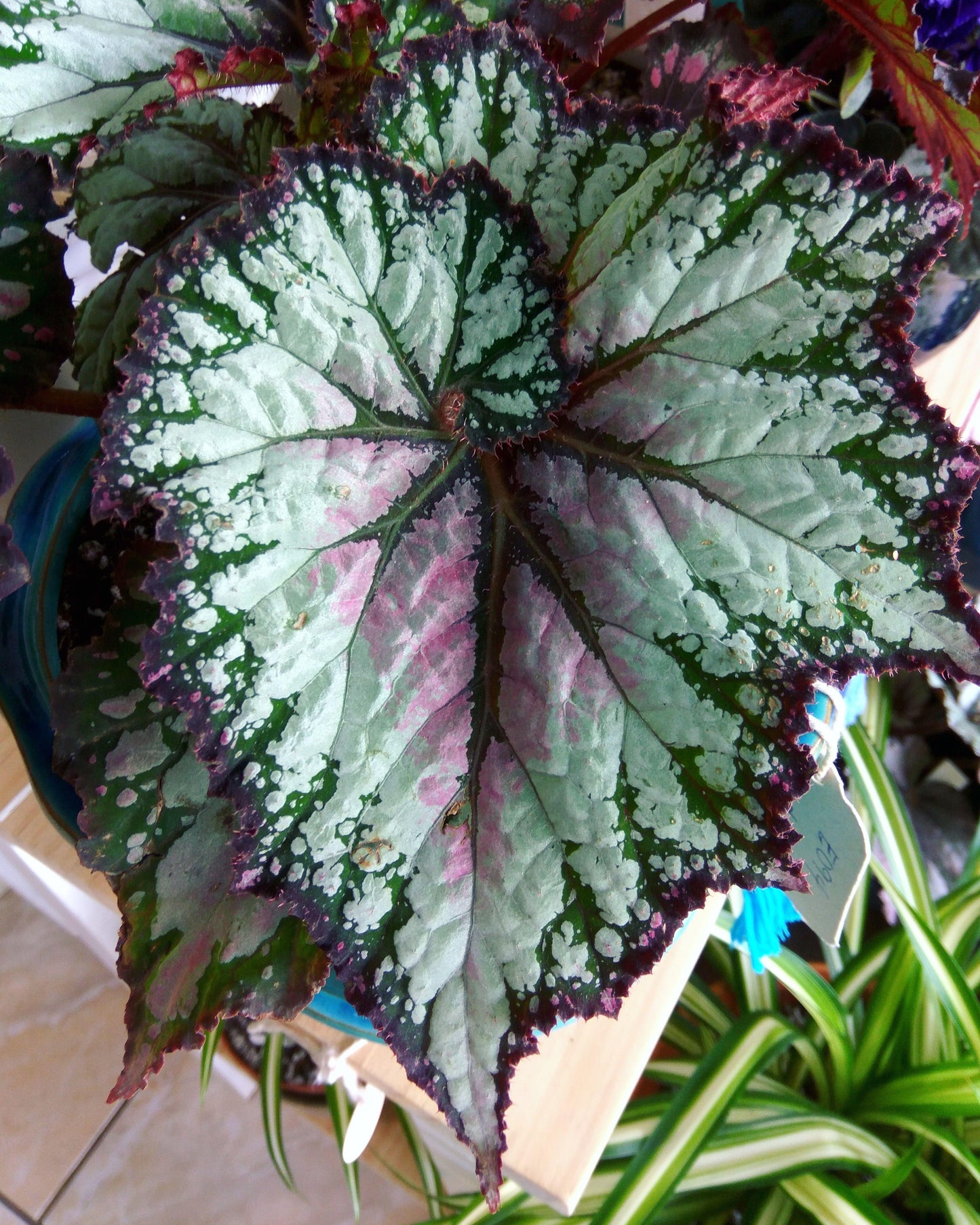 Begonia Rex - View 20 from www redcrocus com