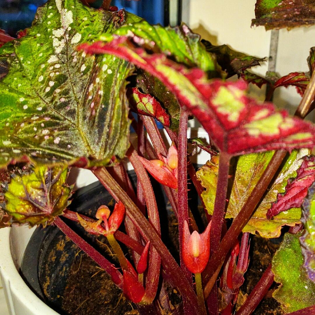 Begonia Rex - View 21 from www redcrocus com
